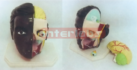 GIANT DELUXE HEAD MODEL WITH HALF BRAIN (3PCS)